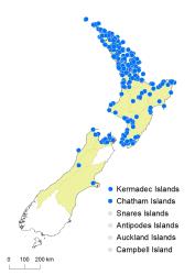 Blechnum parrisiae distribution map based on databased records at AK, CHR & WELT.
 Image: K.Boardman © Landcare Research 2020 CC BY 4.0
